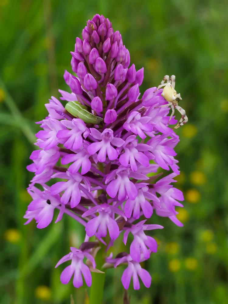 Orchis pyramidal, Anacamptis en pyramide Anacamptis pyramidalis (L.) Rich., 1817