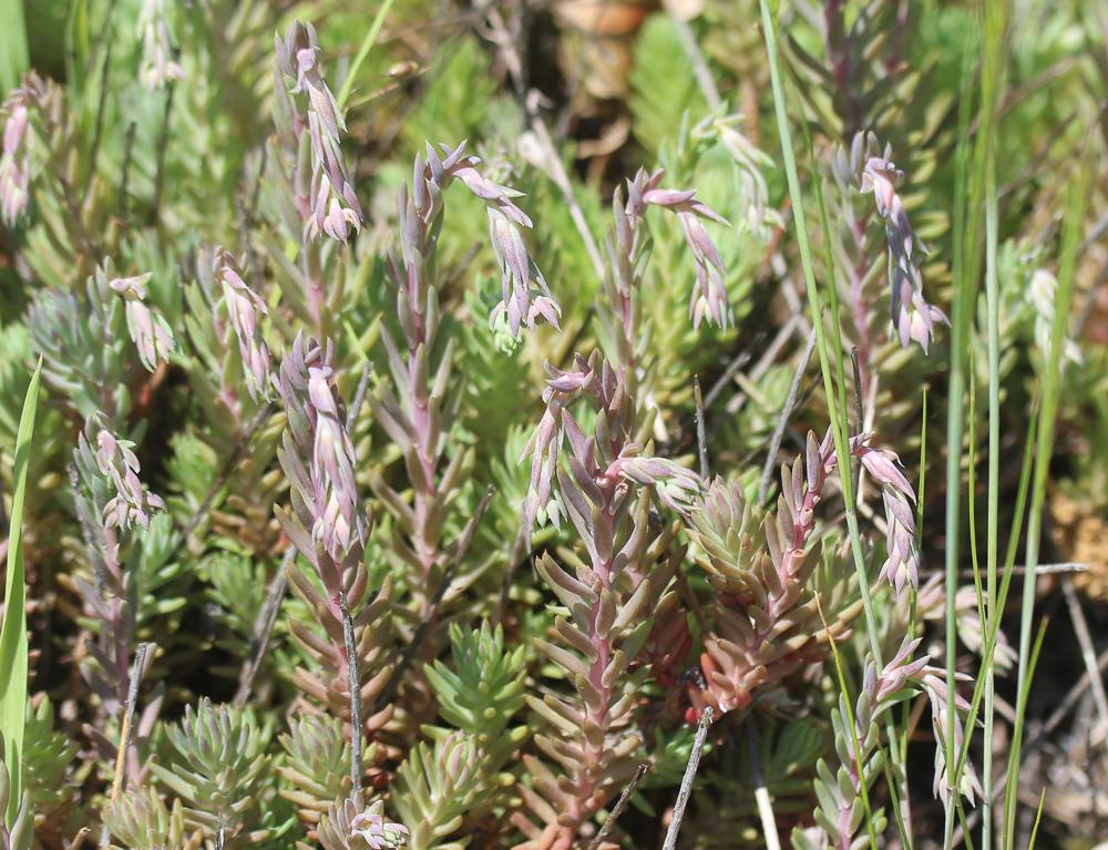 Orpin réfléchi, Orpin des rochers Sedum rupestre L., 1753