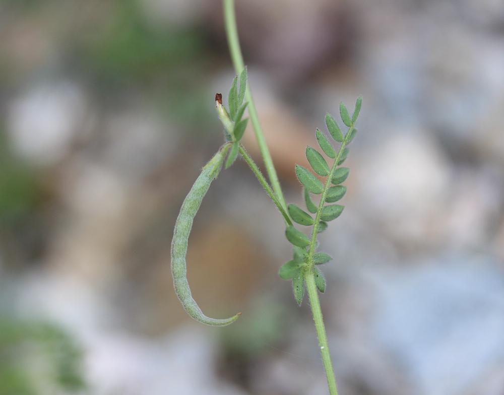 Ornithope comprimé Ornithopus compressus L., 1753