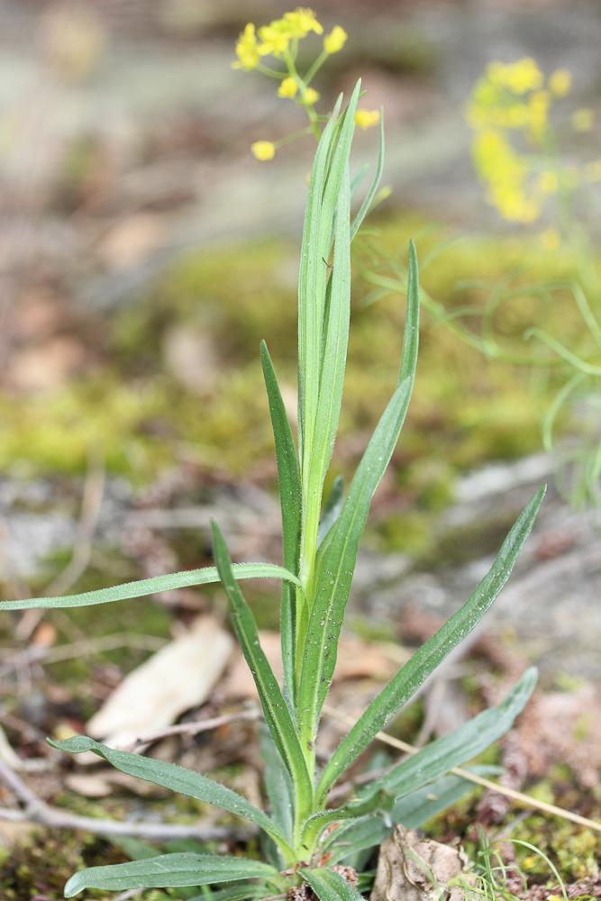 La Lychnis Nielle, Nielle des blés Agrostemma githago L., 1753