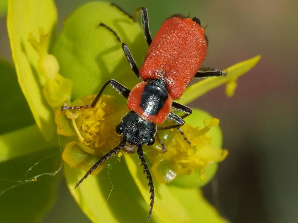 Malachie rousse Clanoptilus rufus (Olivier, 1790)