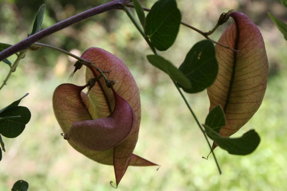 Baguenaudier, Arbre à vessies Colutea arborescens L., 1753