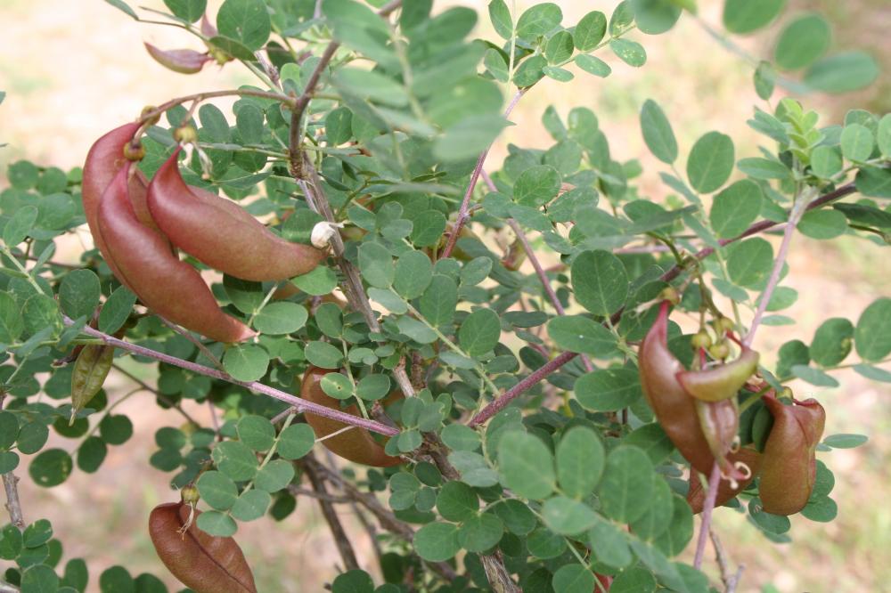 Baguenaudier, Arbre à vessies Colutea arborescens L., 1753