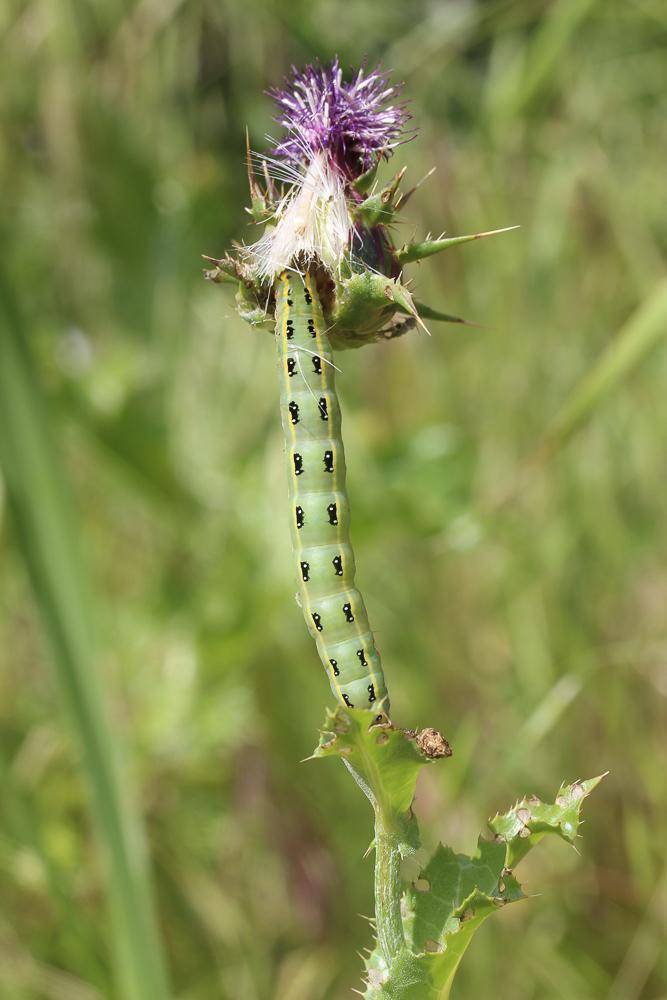 Bois-sec (Le) Xylena exsoleta (Linnaeus, 1758)