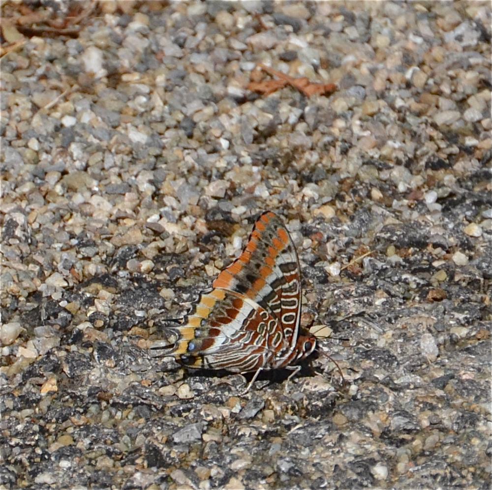 Nymphale de l'Arbousier (La), Jason (Le), Pacha à Charaxes jasius (Linnaeus, 1767)