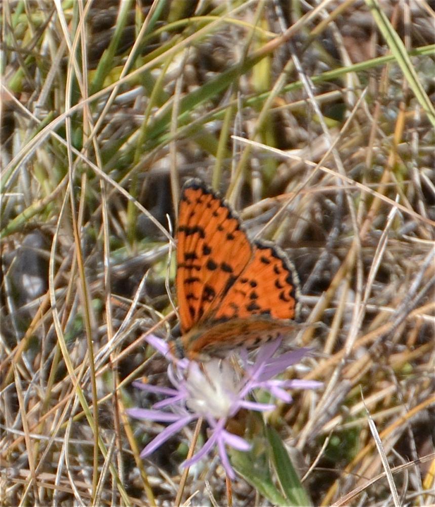 Mélitée orangée (La), Damier orangé (Le), Diane (L Melitaea didyma (Esper, 1778)