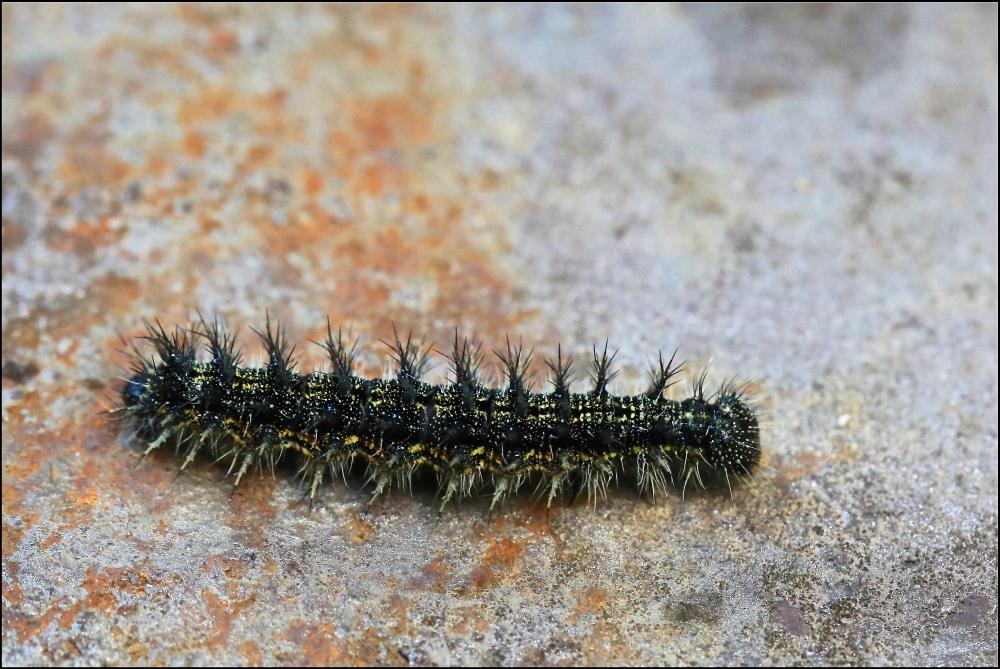 Vulcain (Le), Amiral (L'), Vanesse Vulcain (La), C Vanessa atalanta (Linnaeus, 1758)