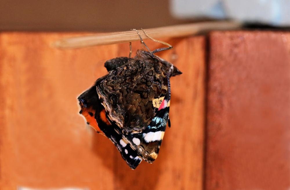 Vulcain (Le), Amiral (L'), Vanesse Vulcain (La), C Vanessa atalanta (Linnaeus, 1758)