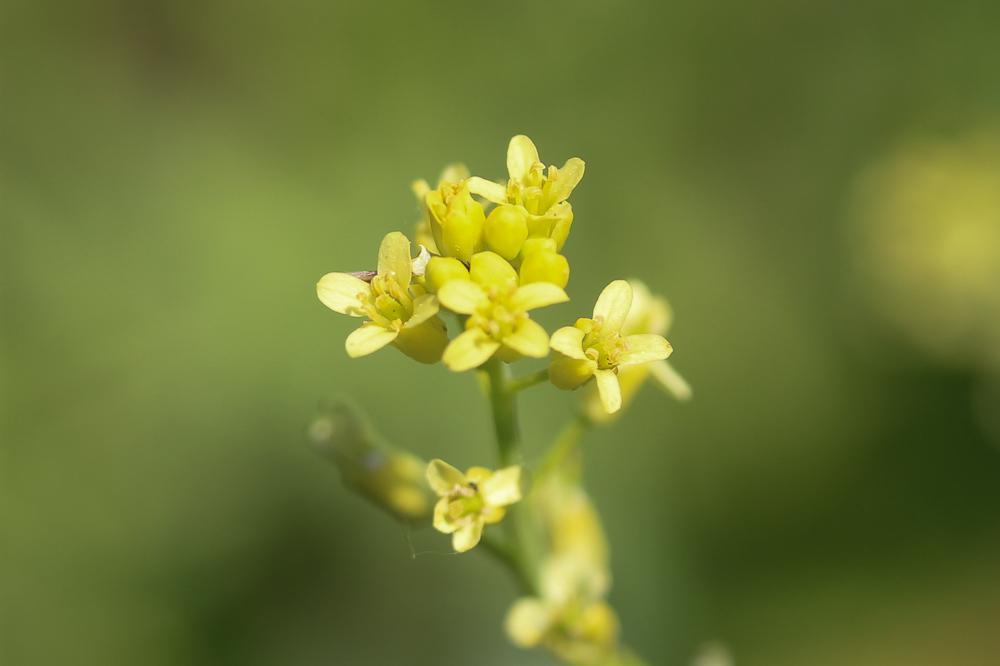 Myagre perfolié Myagrum perfoliatum L., 1753