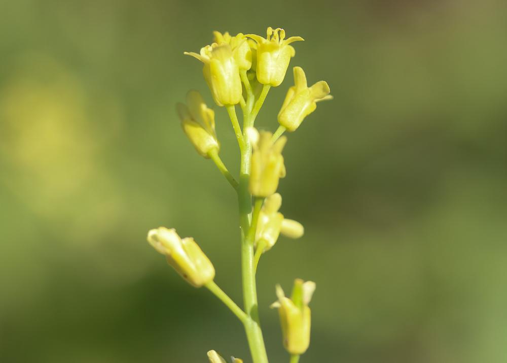 Myagre perfolié Myagrum perfoliatum L., 1753