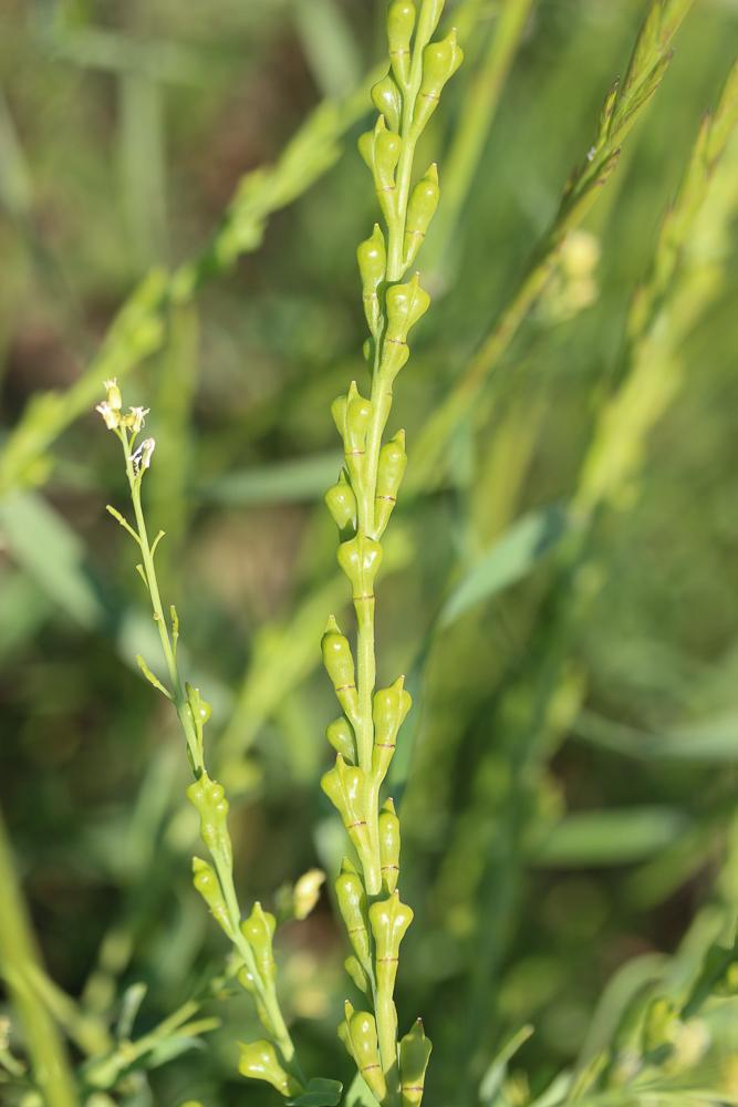 Myagre perfolié Myagrum perfoliatum L., 1753