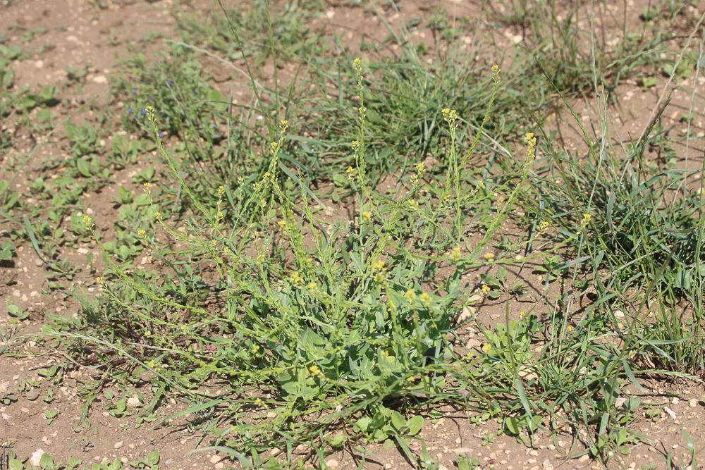 Myagre perfolié Myagrum perfoliatum L., 1753
