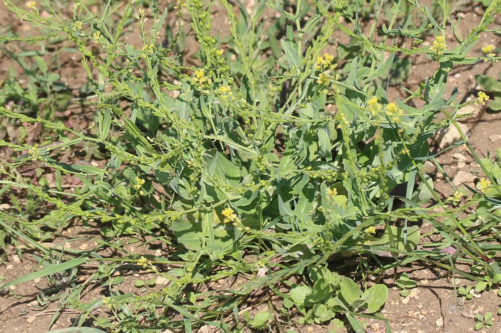 Myagre perfolié Myagrum perfoliatum L., 1753