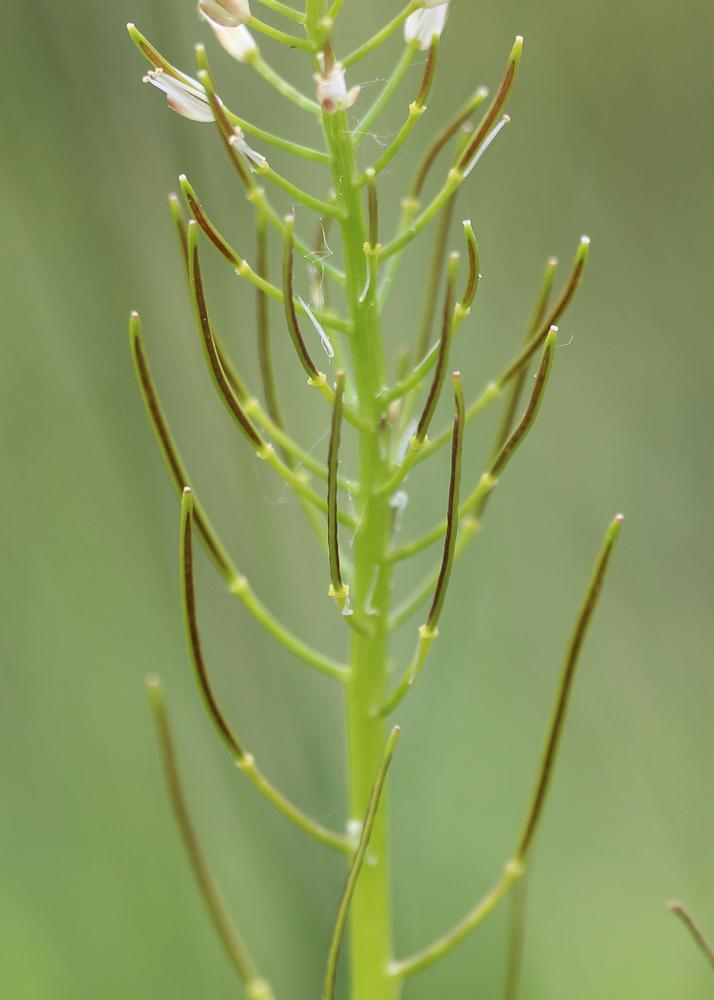 Cardamine impatiens, Cardamine impatiente, Herbe a Cardamine impatiens L., 1753