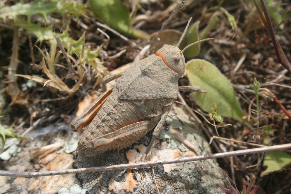Criquet rhodanien, Miramelle des moraines, Criquet Prionotropis rhodanica Uvarov, 1923