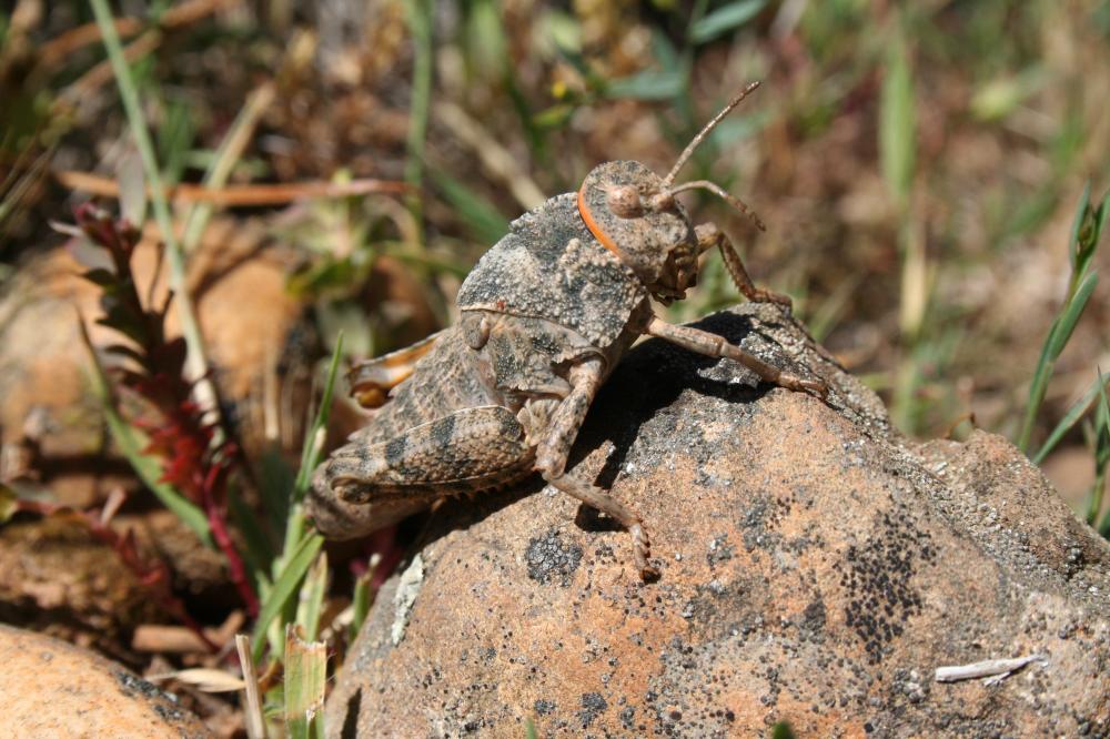 Criquet rhodanien, Miramelle des moraines, Criquet Prionotropis rhodanica Uvarov, 1923