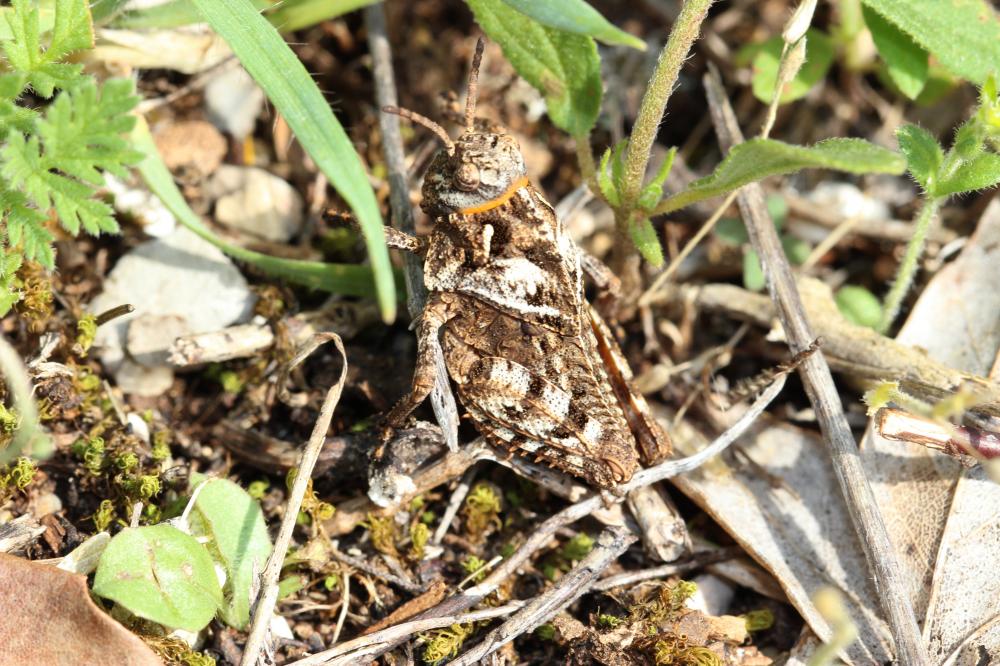 Prionotropis hystrix (Germar, 1817)