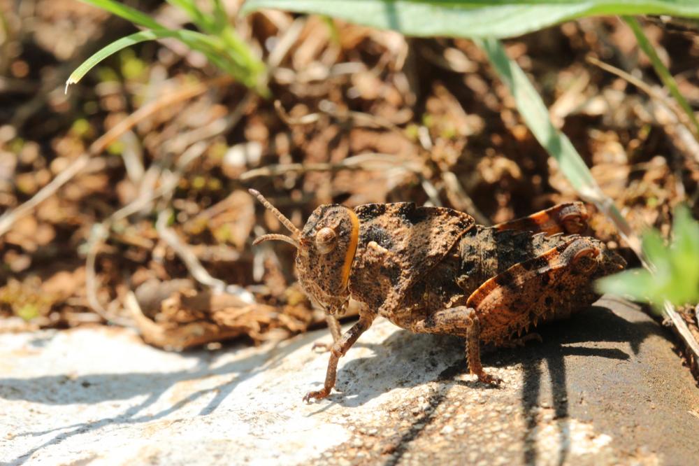 Prionotropis hystrix (Germar, 1817)