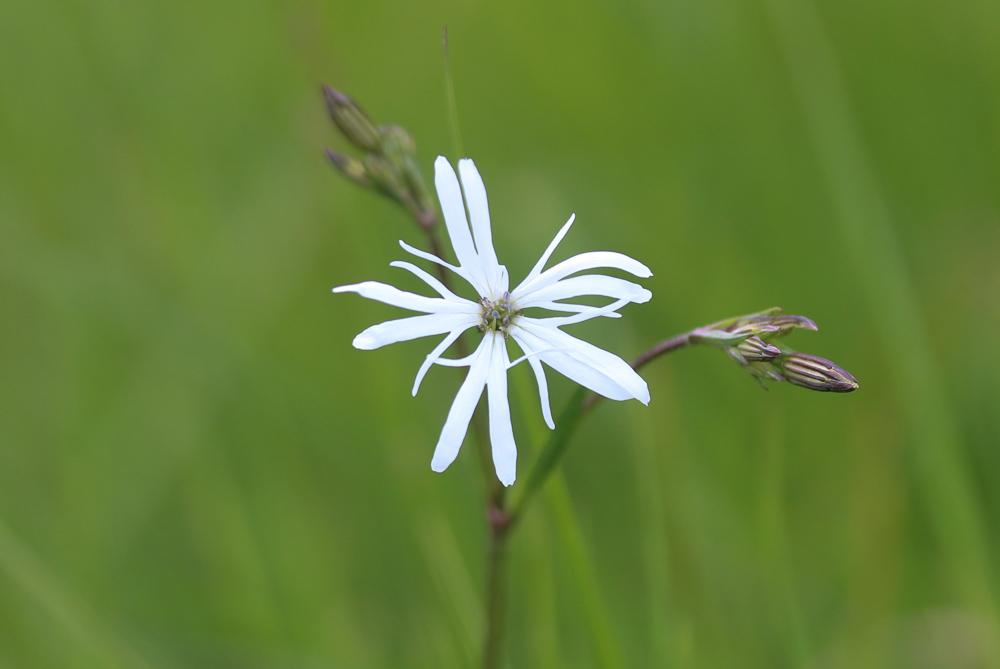 Oeil-de-perdrix Lychnis flos-cuculi L., 1753