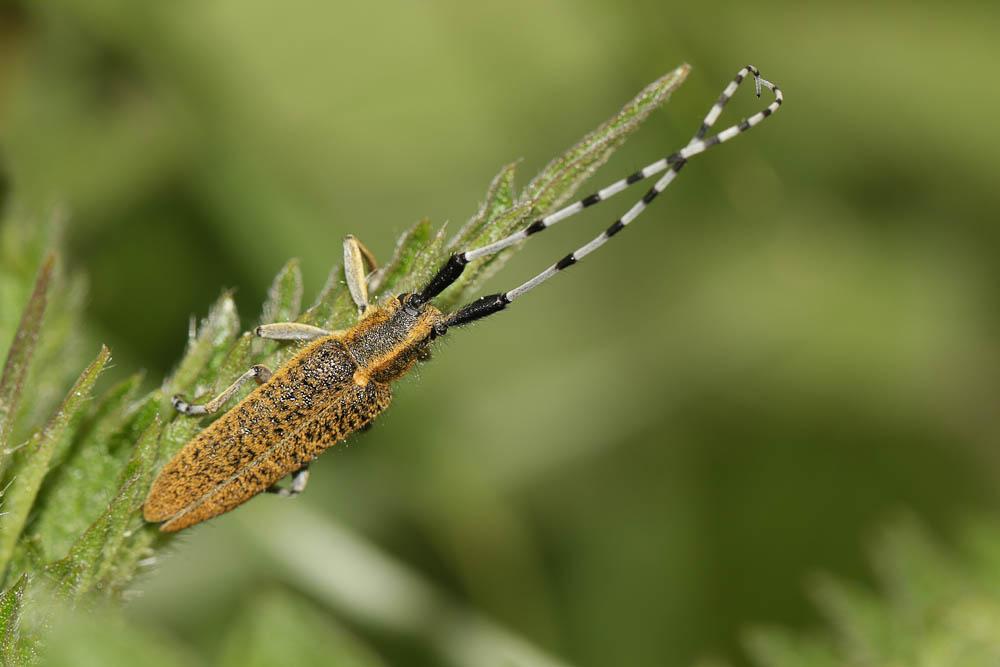 Agapanthia villosoviridescens (De Geer, 1775)