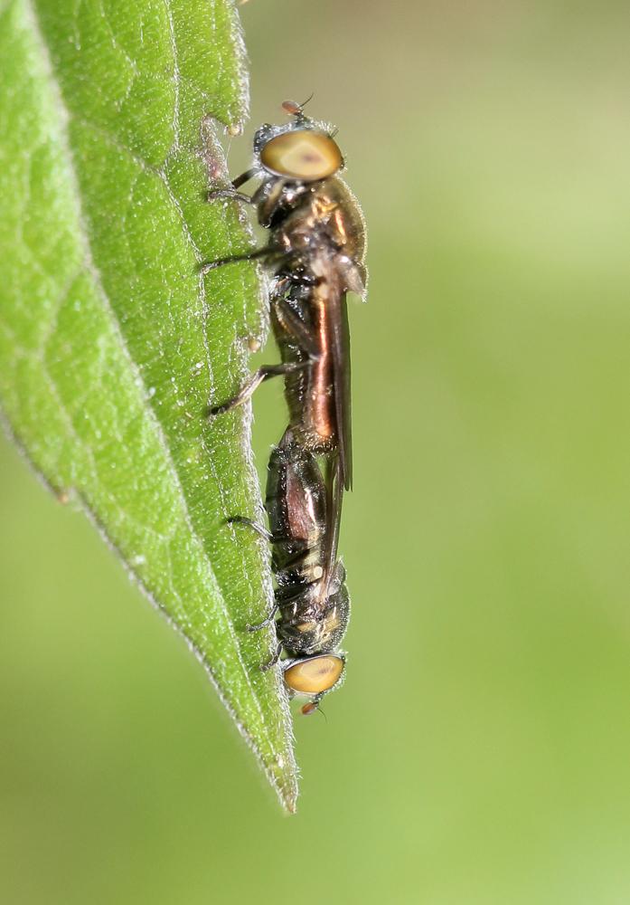  Riponnensia splendens (Meigen, 1822)