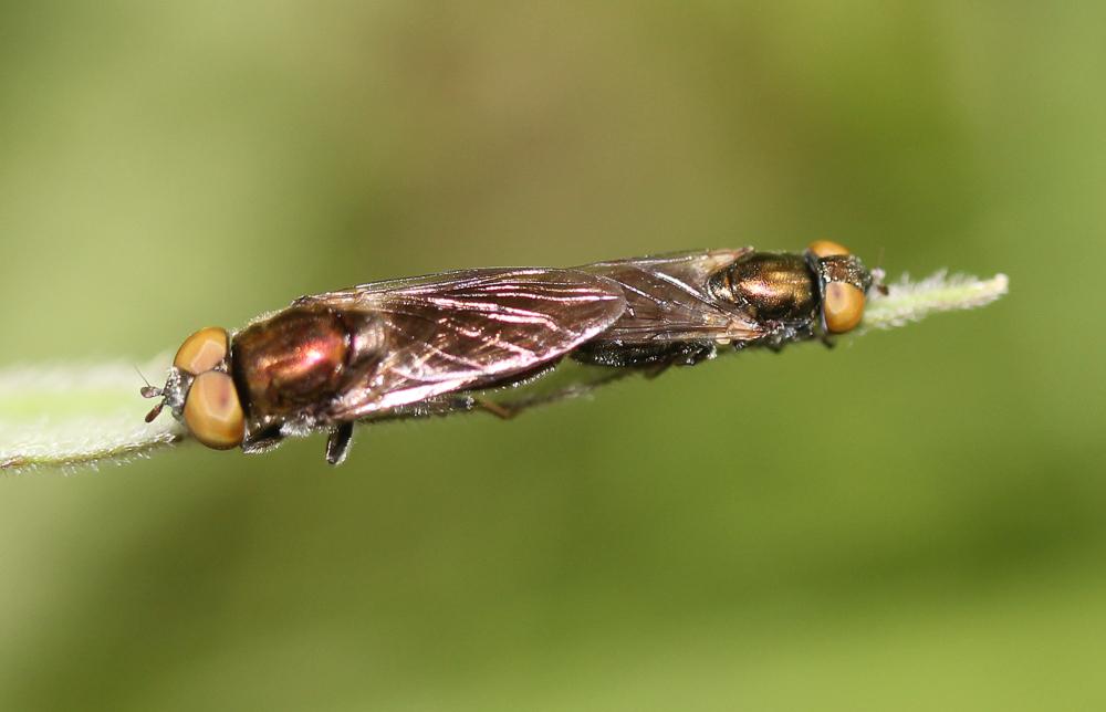  Riponnensia splendens (Meigen, 1822)
