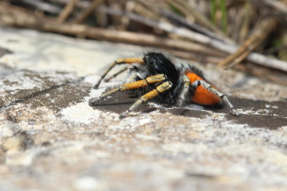 Saltique sanguinolent Philaeus chrysops (Poda, 1761)