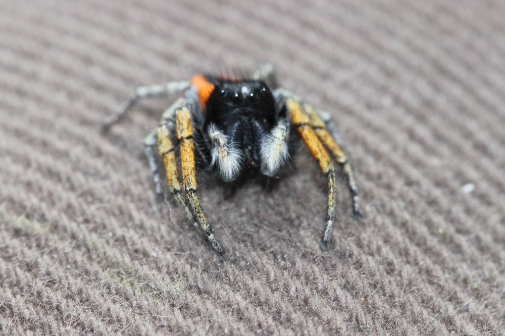 Saltique sanguinolent Philaeus chrysops (Poda, 1761)