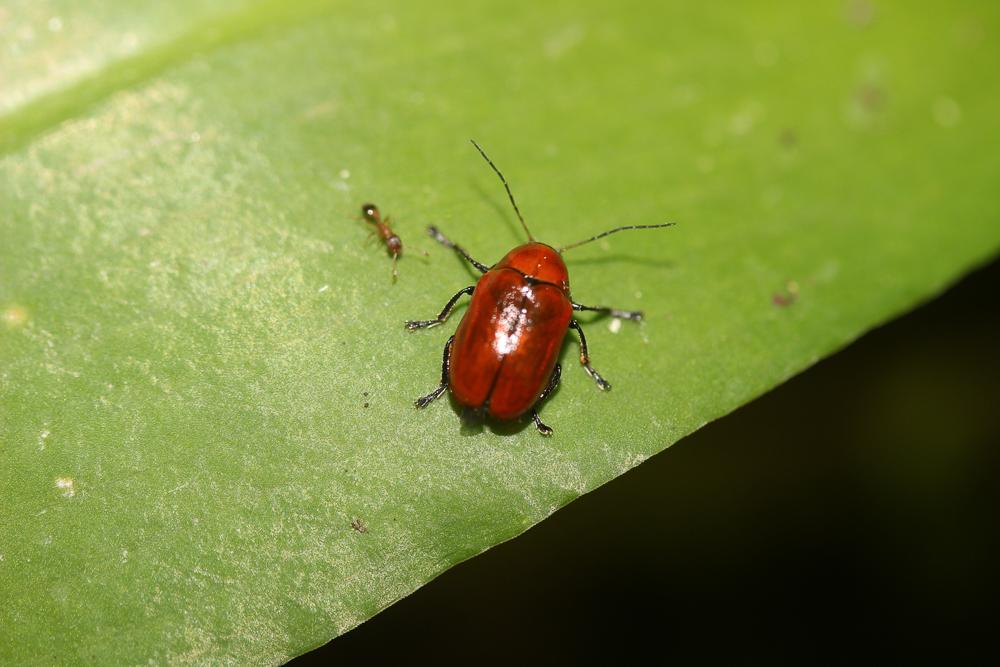Cryptocephalus coryli (Linnaeus, 1758)