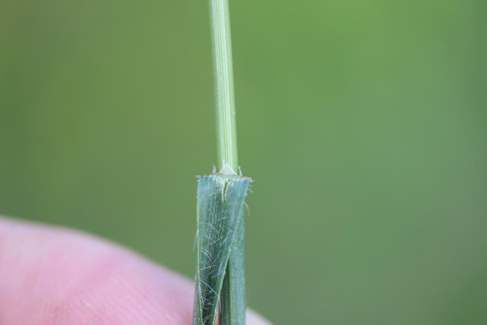 Brome variable, Brome confondu Bromus commutatus Schrad., 1806