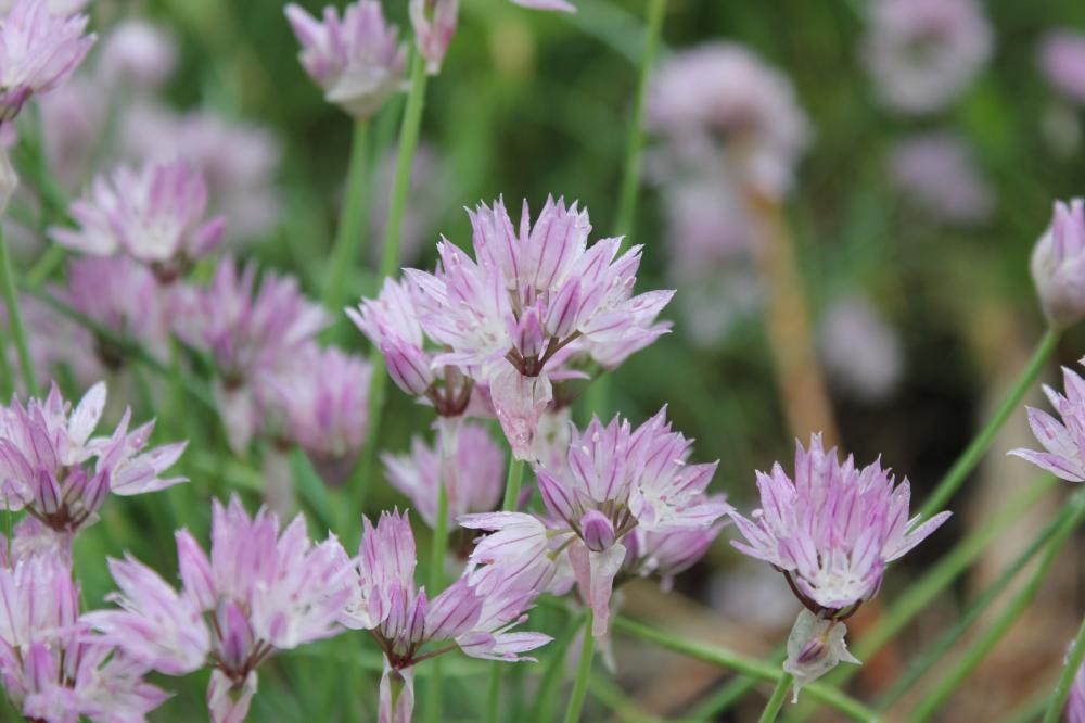Civette, Ciboulette, Ciboule Allium schoenoprasum L., 1753