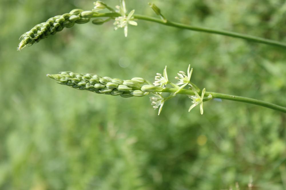 Ornithogale des Pyrénées Loncomelos pyrenaicus (L.) Hrouda, 1988
