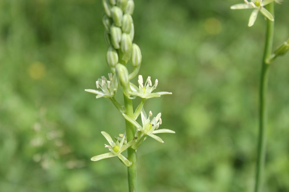 Ornithogale des Pyrénées Loncomelos pyrenaicus (L.) Hrouda, 1988