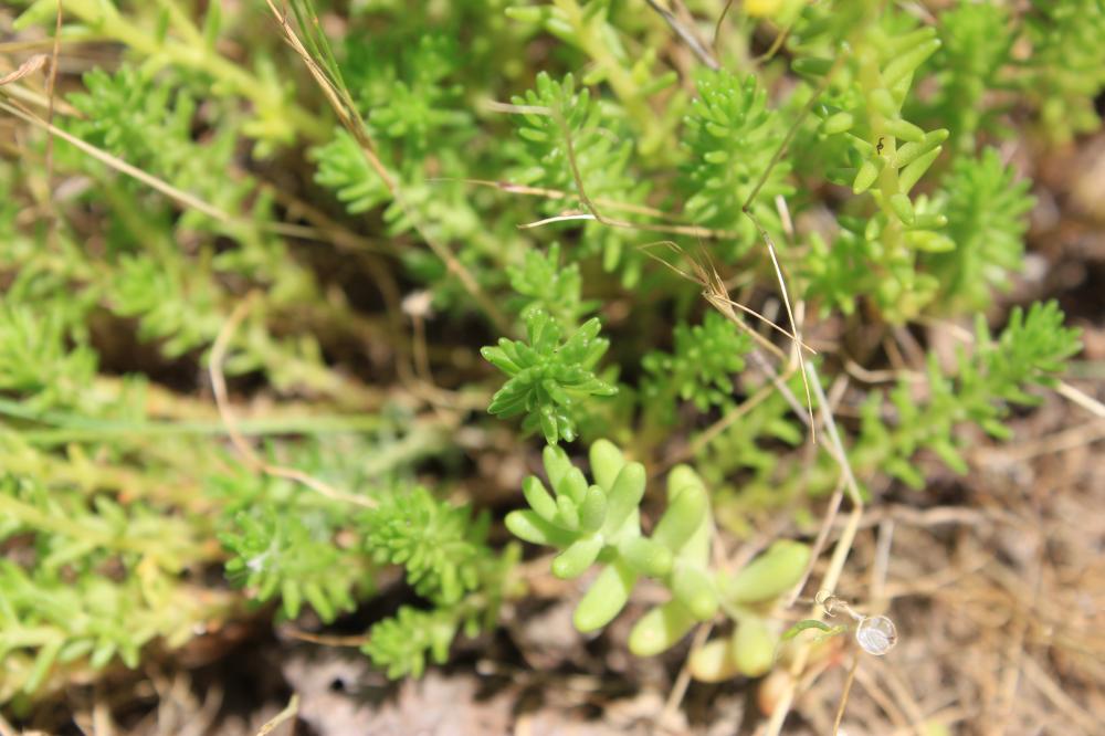 Orpin de Bologne, Orpin doux, Orpin à six angles Sedum sexangulare L., 1753