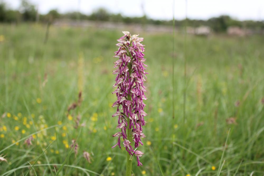 Orchis x bergonii Nanteuil, 1887