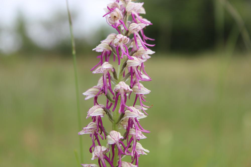  Orchis x bergonii Nanteuil, 1887