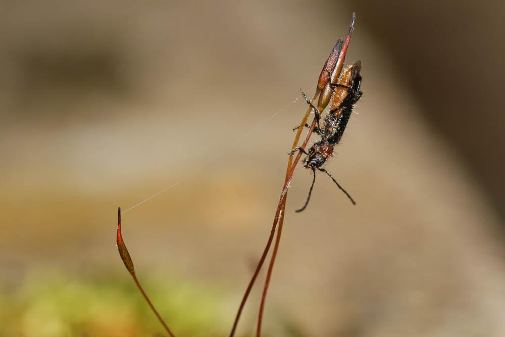 Callimus abdominalis (Olivier, 1795)