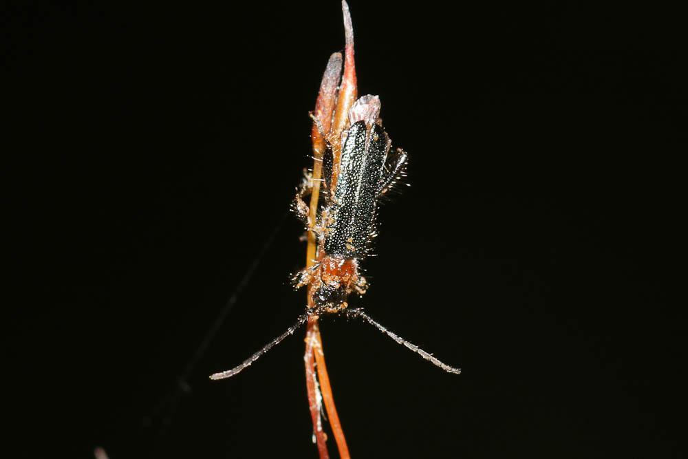 Callimus abdominalis (Olivier, 1795)