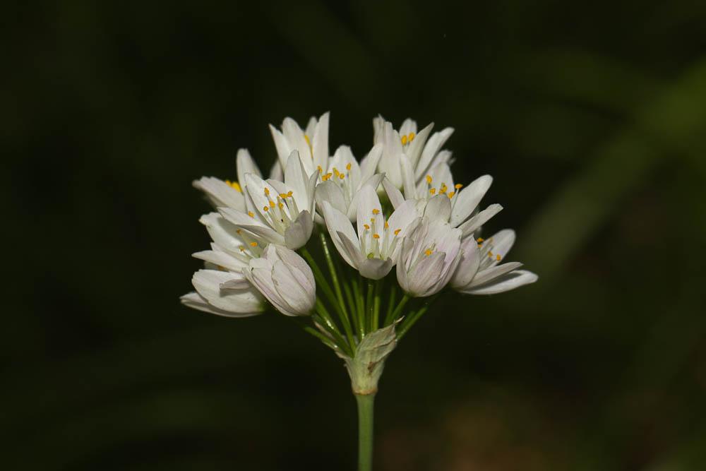 Ail rose Allium roseum L., 1753