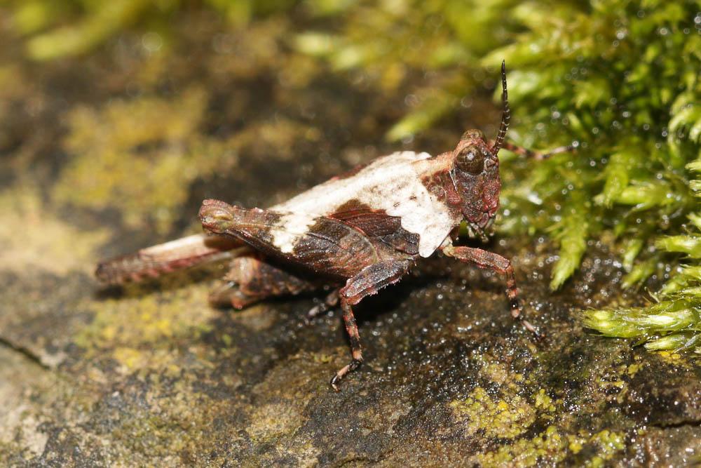 Tétrix des plages, Tétrix méridional Paratettix meridionalis (Rambur, 1838)