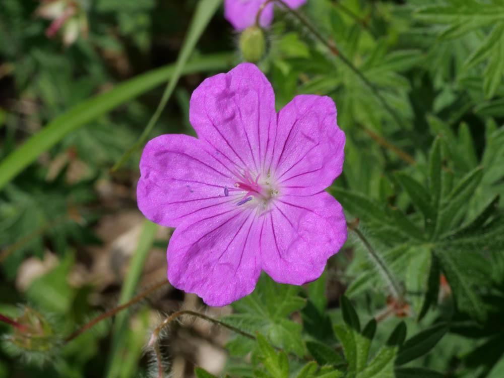 Géranium sanguin, Sanguinaire, Herbe à becquet, Be Geranium sanguineum L., 1753