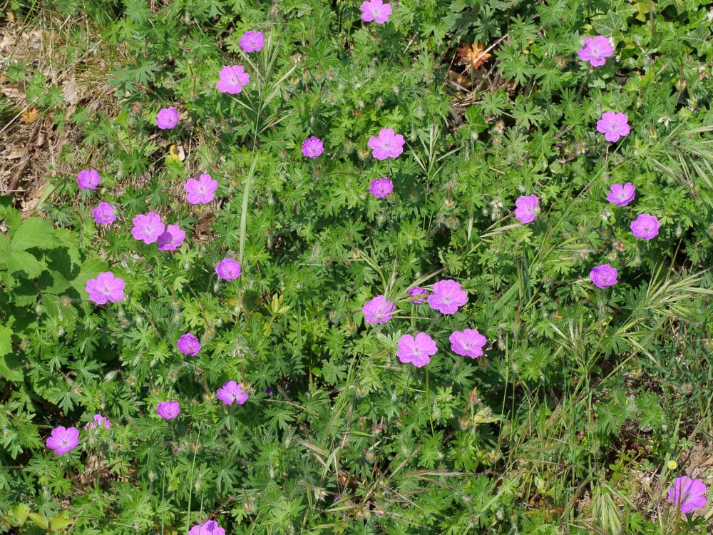 Géranium sanguin, Sanguinaire, Herbe à becquet, Be Geranium sanguineum L., 1753