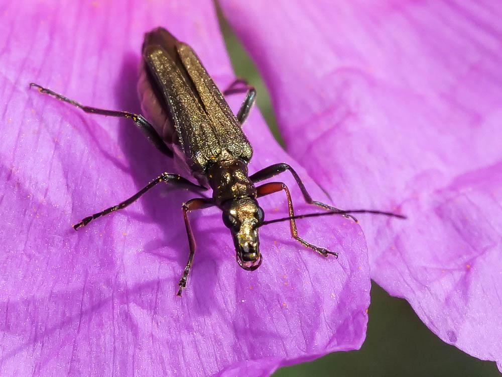 Oedemera barbara (Fabricius, 1792)