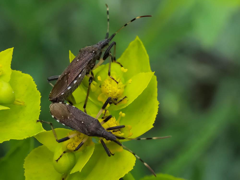 Dicranocephalus albipes (Fabricius, 1781)