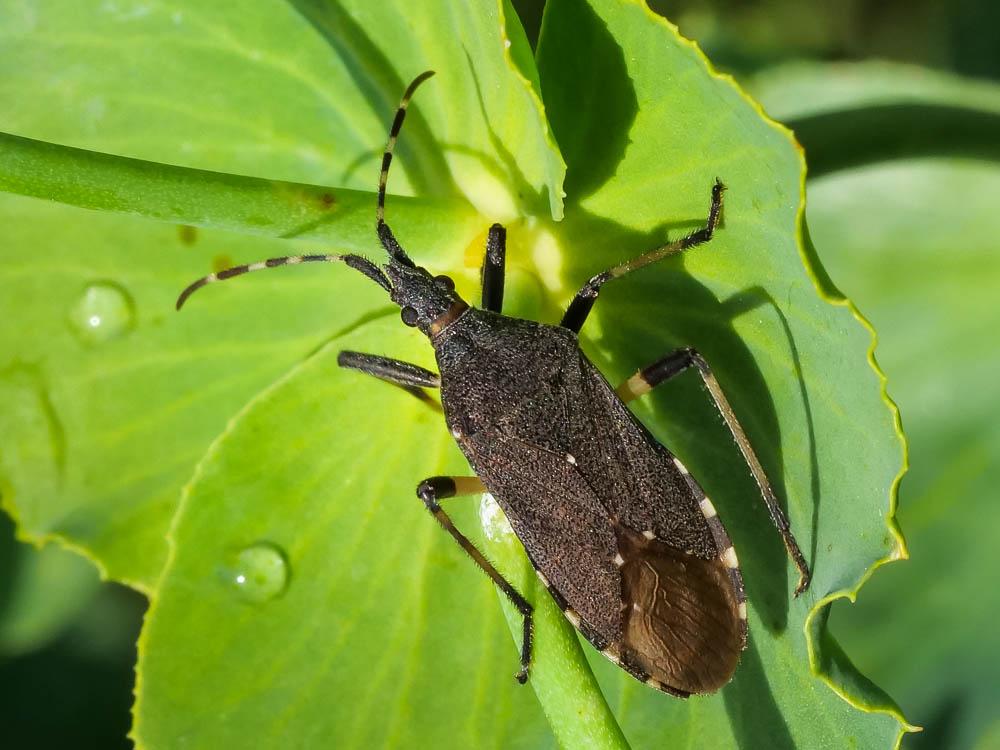 Dicranocephalus agilis (Scopoli, 1763)