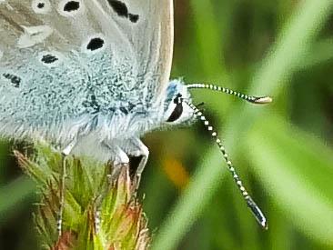 Bleu-nacré d'Espagne (Le) Lysandra hispana (Herrich-Schäffer, 1852)