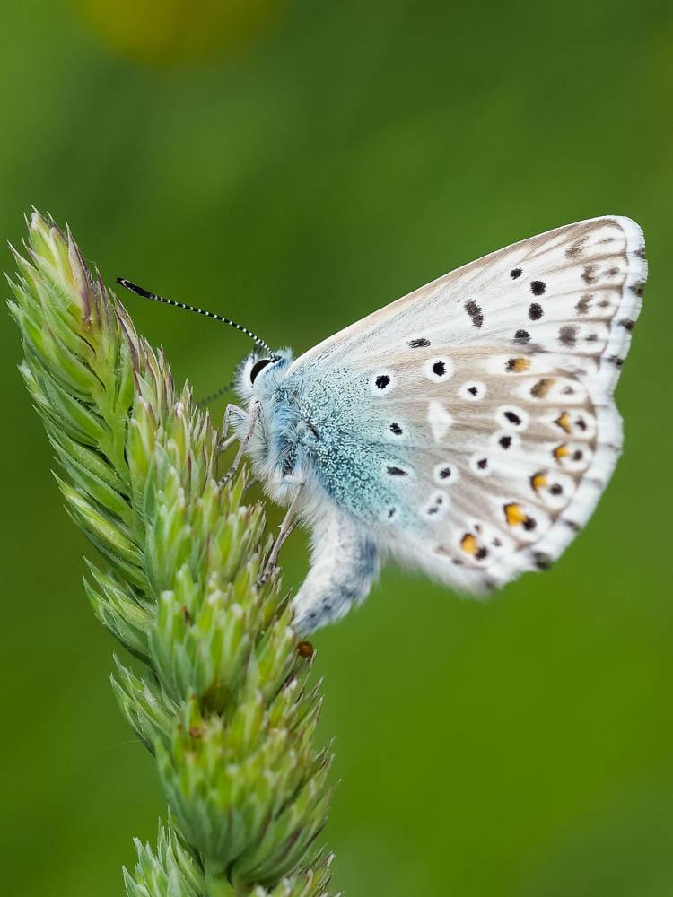 Bleu-nacré d'Espagne (Le) Lysandra hispana (Herrich-Schäffer, 1852)