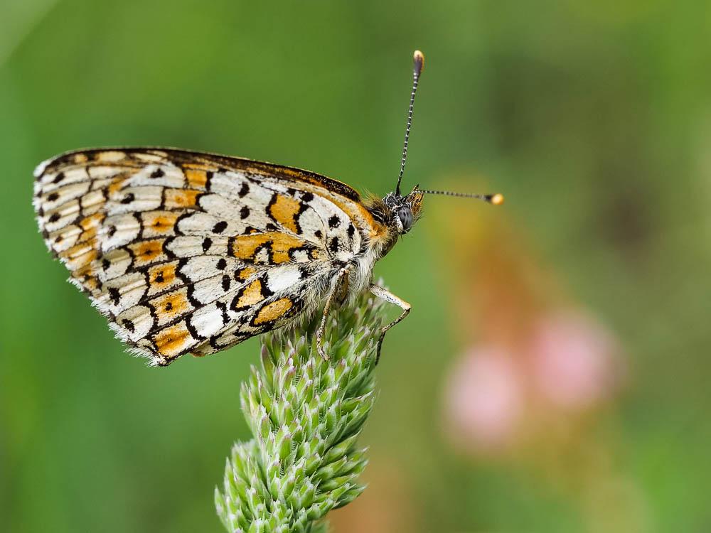 Mélitée du Plantain (La), Déesse à ceinturons (La) Melitaea cinxia (Linnaeus, 1758)