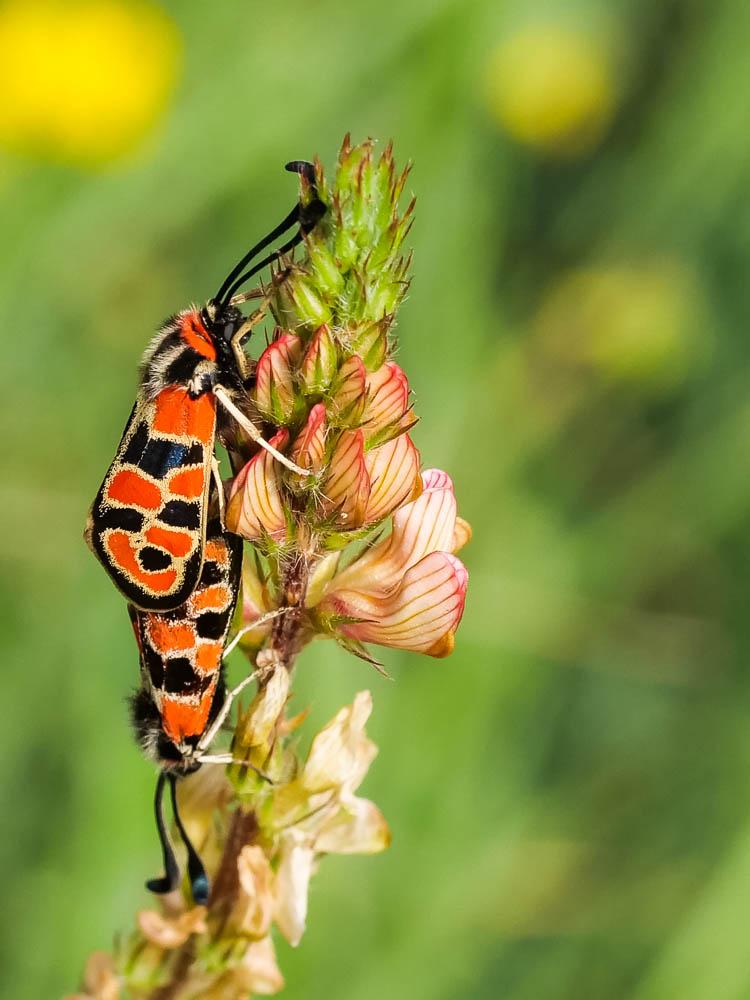 Zygène de la Petite coronille (La) Zygaena fausta (Linnaeus, 1767)