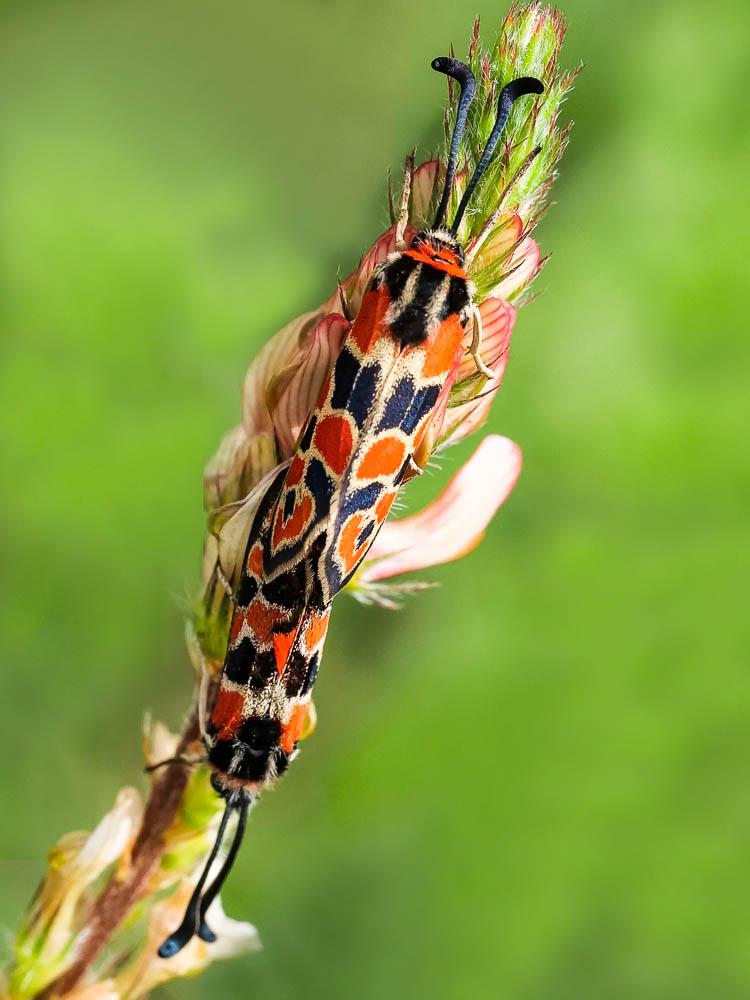 Zygène de la Petite coronille (La) Zygaena fausta (Linnaeus, 1767)